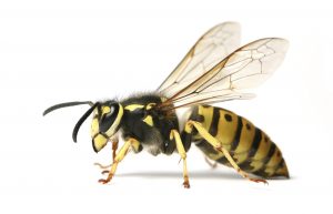 Avispa polistes