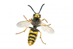 Avispa Vespula germanica